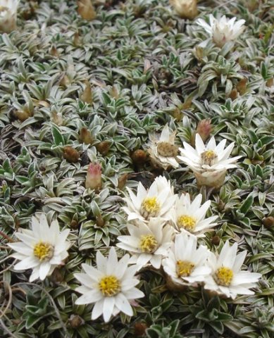 Helichrysum marginatum parade ground order